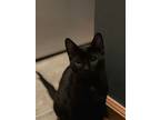 Adopt Munster (Cheese) a All Black Domestic Shorthair / Mixed (short coat) cat