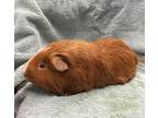 Adopt Swansun a Red Guinea Pig small animal in Imperial Beach, CA (36469739)