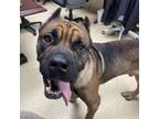 Adopt Prometheus a Presa Canario