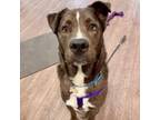 Adopt Beau a Catahoula Leopard Dog