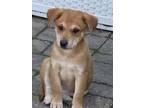 Adopt Sandi a Labrador Retriever