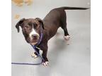 Adopt BODHI a Pit Bull Terrier