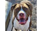 Adopt DUKE a Pit Bull Terrier