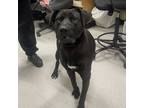 Adopt SYLVESTER a Labrador Retriever, German Shepherd Dog