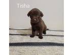 Tisha