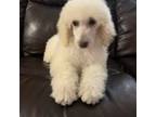 Hudson (big poodle)