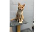 Adopt Nano a Domestic Short Hair