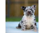 French Bulldog Puppy for sale in Pearland, TX, USA