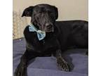 Adopt Ben a Black Labrador Retriever