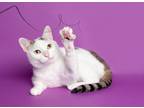 Adopt Lucy KAR a White Domestic Shorthair (short coat) cat in Portland