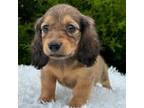 Dachshund Puppy for sale in Center, TX, USA