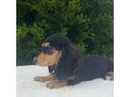 Dachshund Puppy for sale in Center, TX, USA