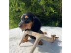 Dachshund Puppy for sale in Center, TX, USA