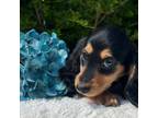 Dachshund Puppy for sale in Center, TX, USA