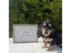 Dachshund Puppy for sale in Center, TX, USA