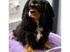 Cavalier King Charles Spaniel Puppy for sale in Albany, WI, USA