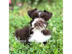 Schnauzer (Miniature) Puppy for sale in Timpson, TX, USA