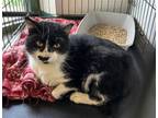 Adopt Ambrose a Domestic Short Hair