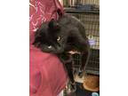 Adopt Blackie a Domestic Short Hair