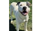 Adopt Buck a Pit Bull Terrier, Mixed Breed