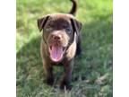 Adopt Ivy a Brown/Chocolate - with White Labrador Retriever / Pit Bull Terrier /