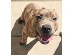 Adopt Luka a Pit Bull Terrier, Mixed Breed