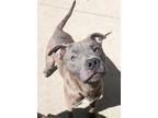 Adopt Gage a Pit Bull Terrier, Mixed Breed
