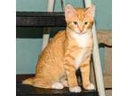 Adopt Maggie a Orange or Red Tabby Domestic Shorthair (short coat) cat in