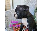 Boston Terrier Puppy for sale in Strasburg, OH, USA