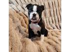Boston Terrier Puppy for sale in Strasburg, OH, USA
