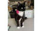 Adopt Lacey a Black & White or Tuxedo Domestic Longhair (long coat) cat in