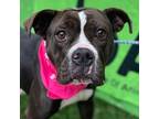 Adopt BELLA a Black - with White Boxer / American Staffordshire Terrier / Mixed