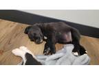 Adopt The Seven Dwarfs a Black - with White Labrador Retriever / Mixed dog in