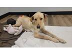 Adopt Snow a Tan/Yellow/Fawn Labrador Retriever / Mixed dog in Richmond