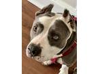Adopt Sky a Gray/Silver/Salt & Pepper - with White American Staffordshire