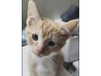 Adopt SunRay a Orange or Red Tabby Domestic Shorthair (short coat) cat in