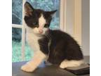Adopt Tyson a Black & White or Tuxedo Domestic Shorthair (short coat) cat in