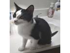 Adopt Tyson a Black & White or Tuxedo Domestic Shorthair (short coat) cat in