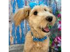 Goldendoodle Puppy for sale in Concord, NC, USA