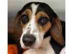 Adopt Wilbur a Beagle