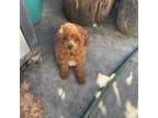 Poodle (Toy) Puppy for sale in Santa Cruz, CA, USA