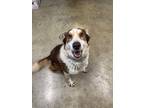 Adopt Eclipse a Cattle Dog, Mixed Breed
