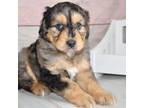 Mutt Puppy for sale in Moulton, IA, USA