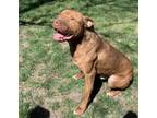 Adopt NUGGET a Pit Bull Terrier