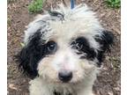 Adopt Oakfield Ace F1B mini bernadoodle a White - with Black Miniature Poodle /