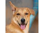 Adopt Disa a Jindo / Shiba Inu / Mixed dog in San Diego, CA (38265008)