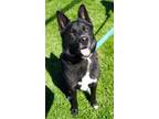 Adopt Winston a German Shepherd Dog, Siberian Husky