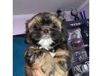 Shih Tzu Puppy for sale in Williamsburg, VA, USA