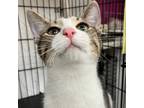 Adopt Stanley a Domestic Short Hair