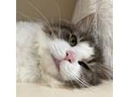 Adopt Billie a Domestic Long Hair